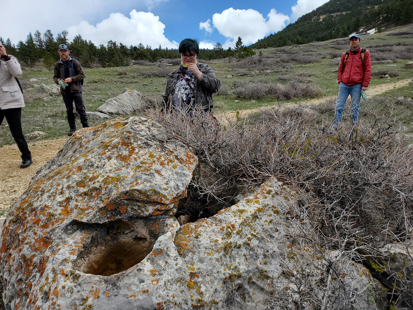 Wild Food: Intro to Rocky Mountain Foraging