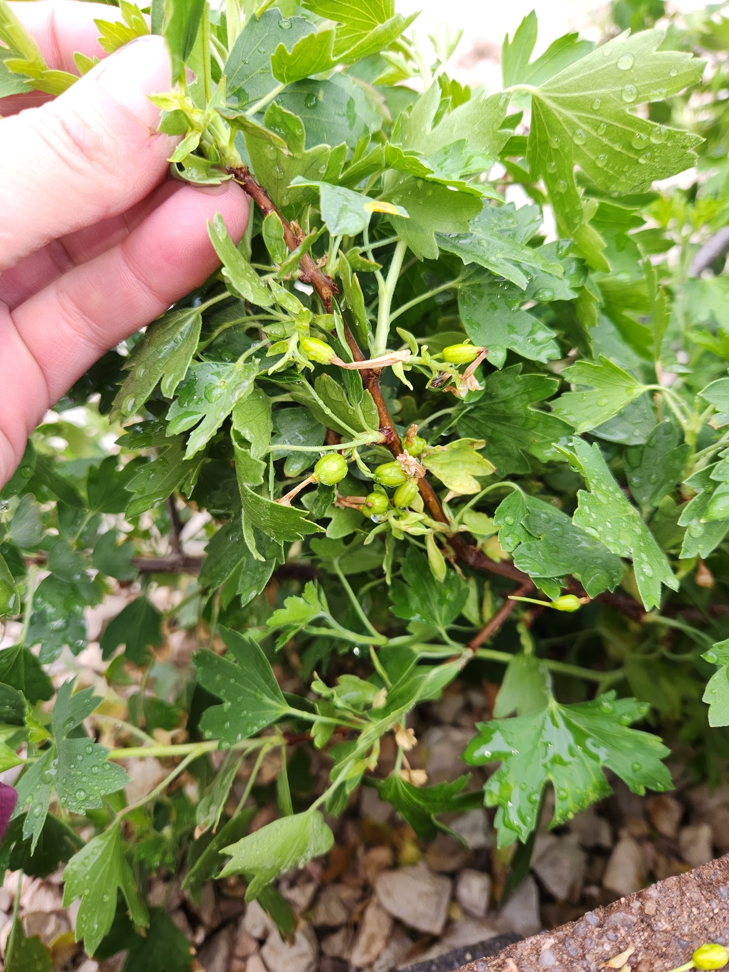 Wild Food: Intro to Rocky Mountain Foraging